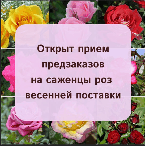 Сбор до 02.03. Ура-Ура! Розы. Предзаказ. Кол-во ограничено! Отгрузка апрель-май 2026г.-18. Сбор до 02.03. Ура-Ура! Розы. Предзаказ. Кол-во ограничено! Отгрузка апрель-май 2026г.-18.