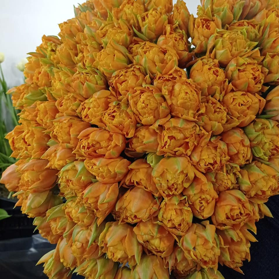 Мамины цветочки! Тюльпаны к 8 марта!!! Мамины цветочки! Тюльпаны к 8 марта!!!