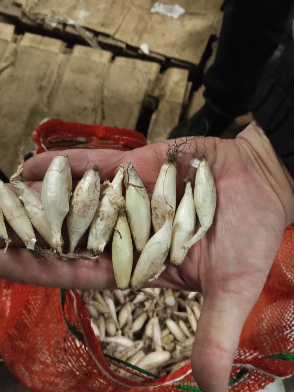 Сбор заказов. Лук-севок 33. Семейный лук Шалот и другие (01.03). Сбор заказов. Лук-севок 33. Семейный лук Шалот и другие (01.03).