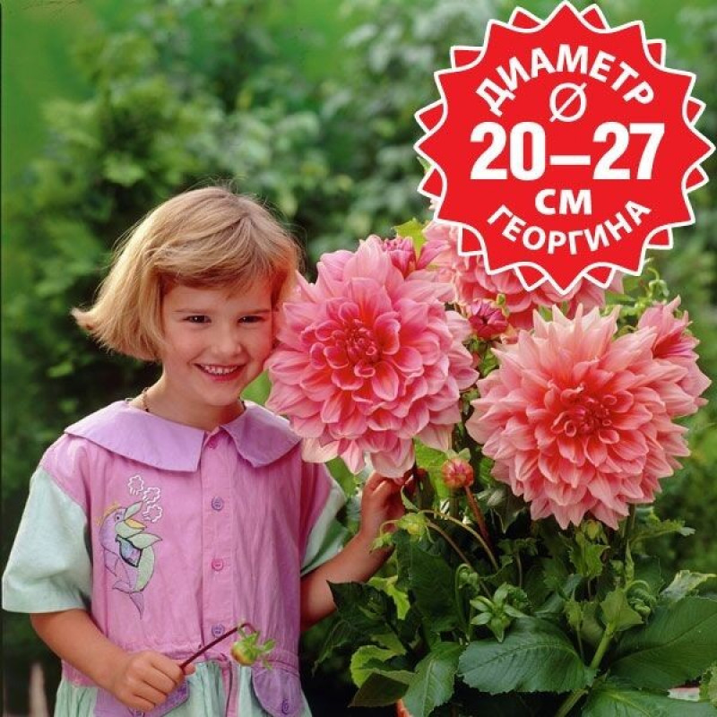 ГЕОРГИН Otto's Thrill ГЕОРГИН Otto's Thrill