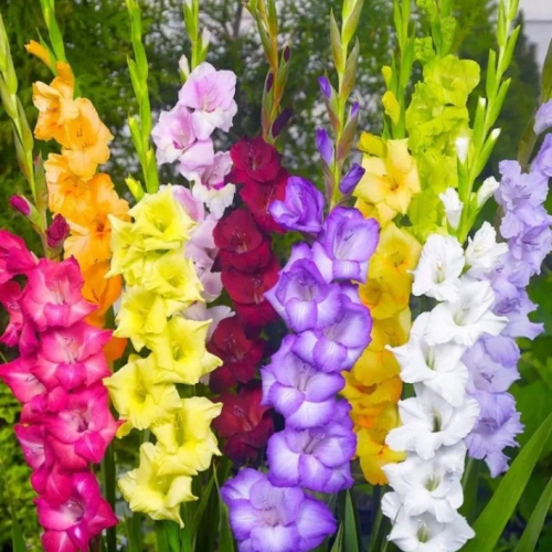 ГЛАДИОЛУСЫ ГЛАДИОЛУСЫ