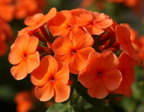 ФЛОКСЫ ФЛОКСЫ