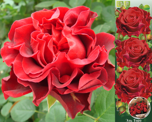 РОЗЫ саженцы. Морозостойкие до -30 РОЗЫ саженцы. Морозостойкие до -30