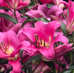 ЛУКОВИЧНЫЕ ЦВЕТЫ и многолетники ЛУКОВИЧНЫЕ ЦВЕТЫ и многолетники