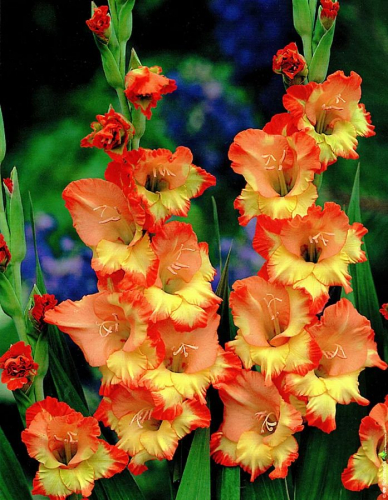 ГЛАДИОЛУСЫ ГЛАДИОЛУСЫ