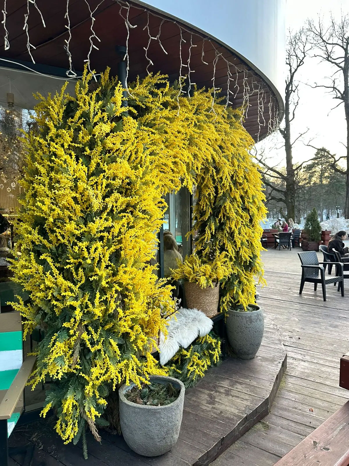 ВРЕМЯ МИМОЗЫ! ПОЛУЧЕНИЕ БЫСТРОЕ,СЕЙЧАС ИЗ МОСКВЫ ВСЕ ЦВЕТЫ ОТПРАВЛЯЮТ! НАША ЦЕНА ОПТ 40 %! ВРЕМЯ МИМОЗЫ! ПОЛУЧЕНИЕ БЫСТРОЕ,СЕЙЧАС ИЗ МОСКВЫ ВСЕ ЦВЕТЫ ОТПРАВЛЯЮТ! НАША ЦЕНА ОПТ 40 %!