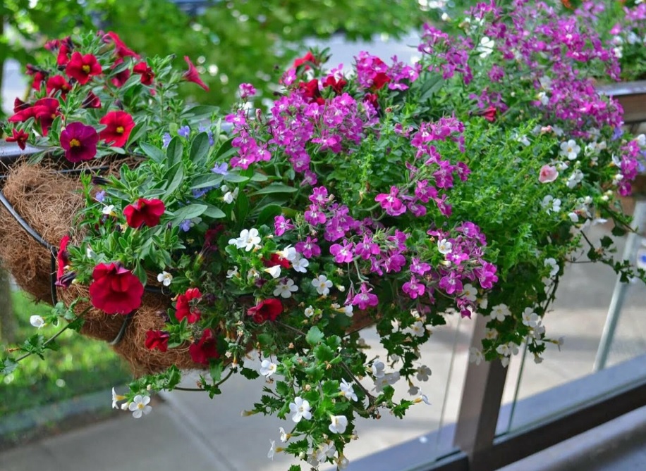 Рассада цветов 2026. Петуния, Калибрахоа, Бакопа, Алиссум, Лобелия, Бальзамин, Остеоспермум, Вербена, Фуксия, Каланхое, Декабрист и другие цветы Рассада цветов 2026. Петуния, Калибрахоа, Бакопа, Алиссум, Лобелия, Бальзамин, Остеоспермум, Вербена, Фуксия, Каланхое, Декабрист и другие цветы