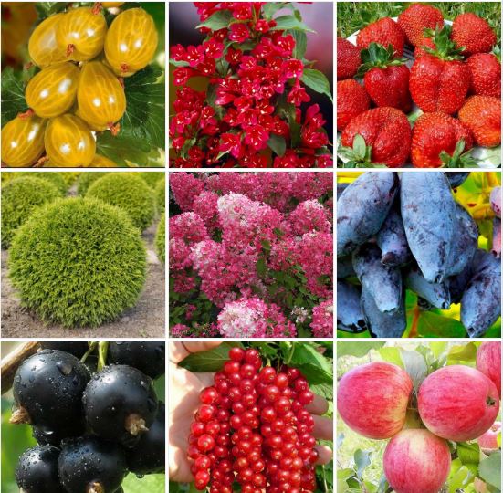 Питомник Работки: саженцы яблонь, груш, малины, гортензий, винограда и др. Опыт 30 лет - качественный посадочный материал!-4 Питомник Работки: саженцы яблонь, груш, малины, гортензий, винограда и др. Опыт 30 лет - качественный посадочный материал!-4