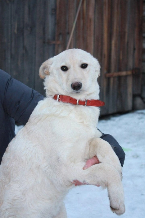 Собачка с катарактой