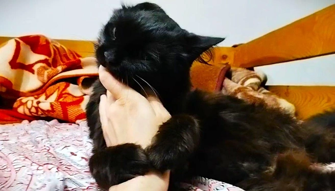 Из захвата кошки освободиться довольно сложно | Источник: читатель НГС