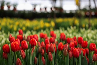 Погода в Омске на 8 марта: снег, дождь и ветер