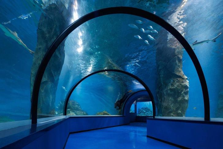 Аквариумы, «Планета Океан» | Источник: пресс-служба бюро Метаформа