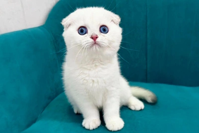 В Тюмени продают белоснежного шотландского котенка