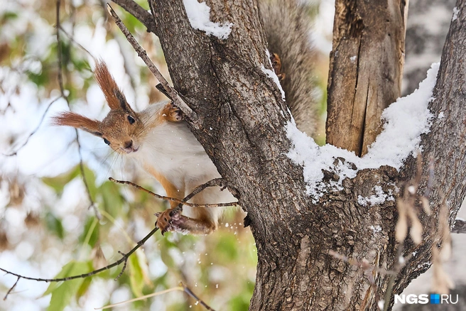 Повышение температуры ожидается к выходным | Источник: Александр Ощепков / NGS.RU