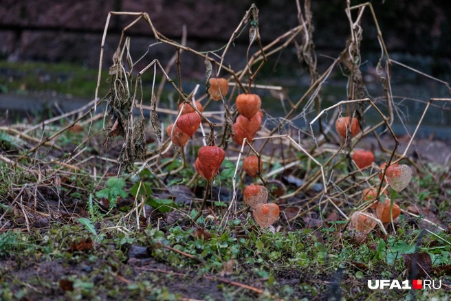 Даже физалис созрел | Источник: Булат Салихов / UFA1.RU