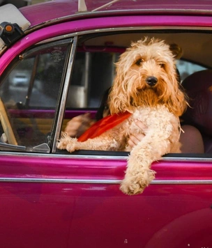 Самые смешные фото собак, которые ведут себя как люди, за всю историю комичного конкурса Comedy Pet Photography Awards