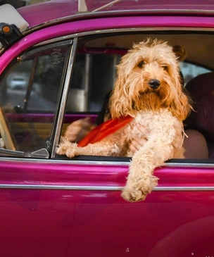 Самые смешные фото собак, которые ведут себя как люди, за всю историю комичного конкурса Comedy Pet Photography Awards