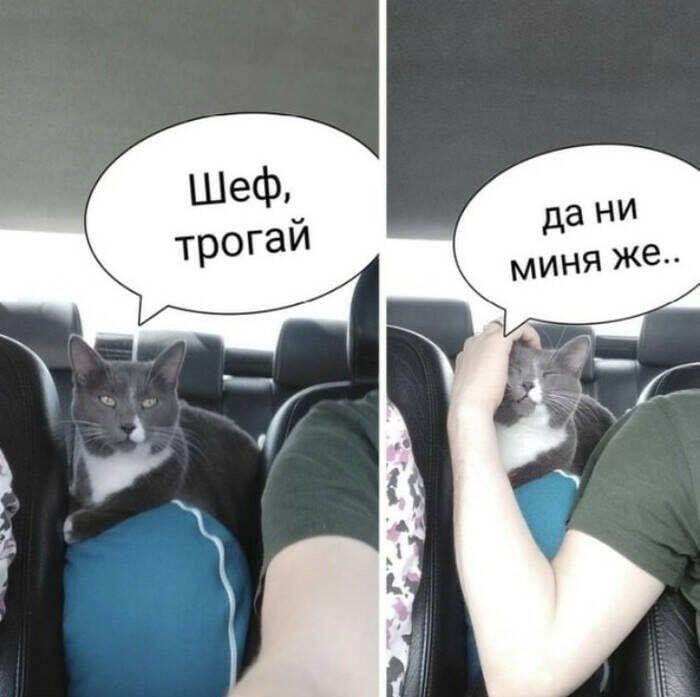 И еще коты и юмор :-)
