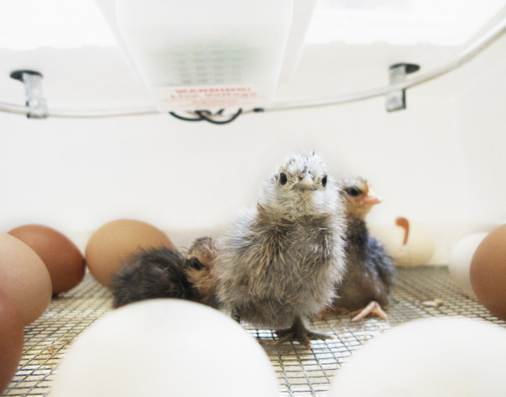 как правильно закладывать яйца в инкубатор