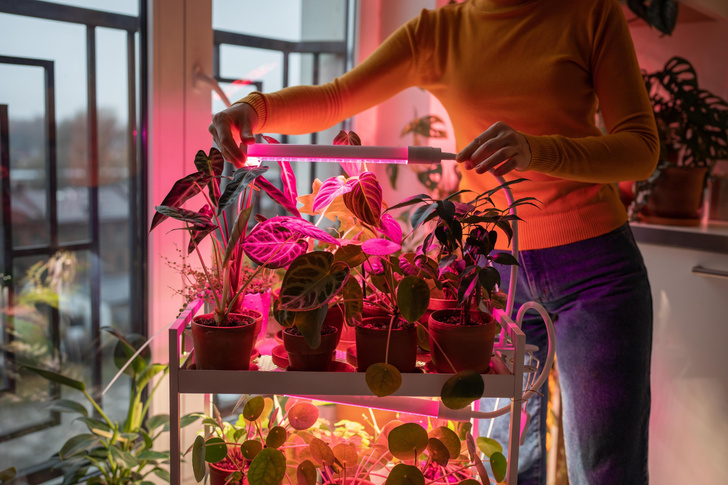 Сила света: как выбрать фитолампу для рассады и комнатных растений
