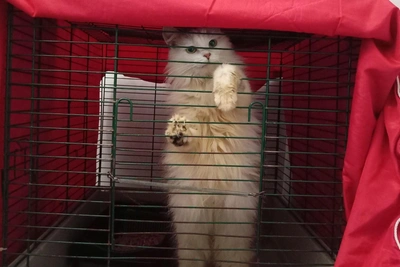 В Новосибирске ищут дом для кота Ерзаула