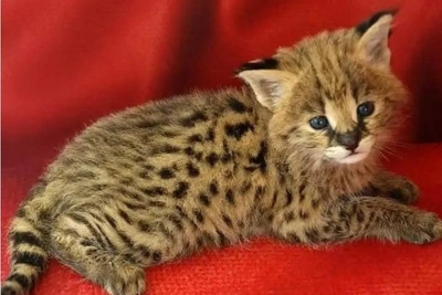 В Новосибирске продают котенка саванны за 300 тысяч рублей