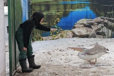 Барнаульский зоопарк показал видео ухаживаний пеликана