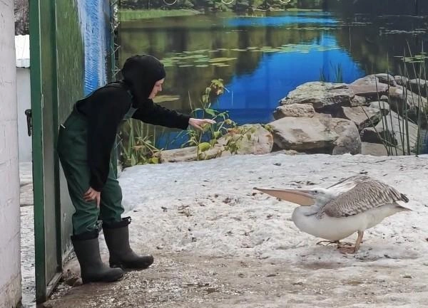 Барнаульский зоопарк приютил пеликана | Источник: Скриншот видео барнаульский зоопарк