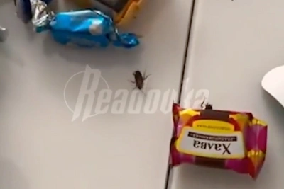 Authorities Say Anapa's 'Cockroach in Gift' Video Was AI-Generated