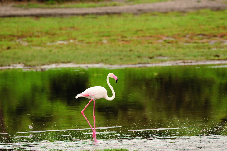 Розовый фламинго. Их на африканских озерах тьмы и тьмы