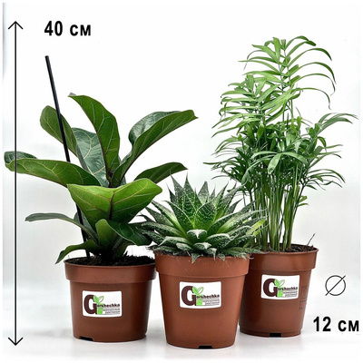 Набор 3 растения: Фикус Лирата Бамбино, Алоэ Остистое, Хамедорея, высота 15-40см