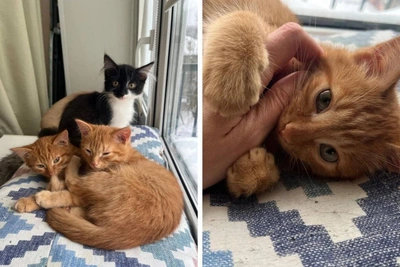 Kittens shivering on highway find new homes in two days