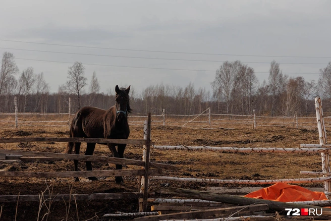 Эстонцы умело вели хозяйство и учили этому русских. Преимущество давала европейская техника, о которой в тюменской глубинке даже не слышали | Источник: Ирина Шарова / 72.RU