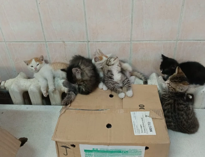 Люди подкидывают котят на ферму | Источник: предоставил Андрей