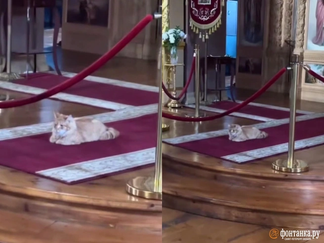 Котик умилил прихожан на службе в храме под Петербургом. Оказалось, там их четверо | Источник: ДевяткиноОнлайн