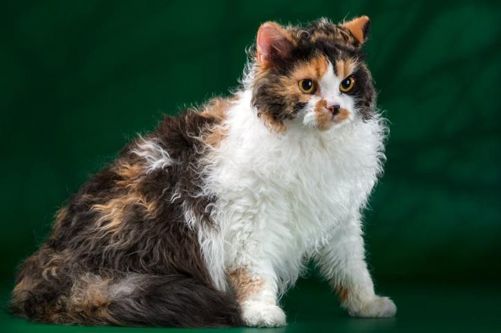 Селкирк-рекс