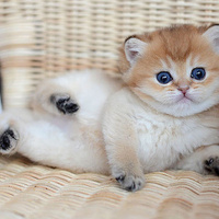 Аватарка ИРИНА