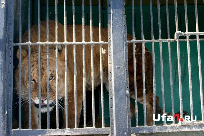 По решению суда пострадавших зверей решено конфисковать. | ufa1.ru