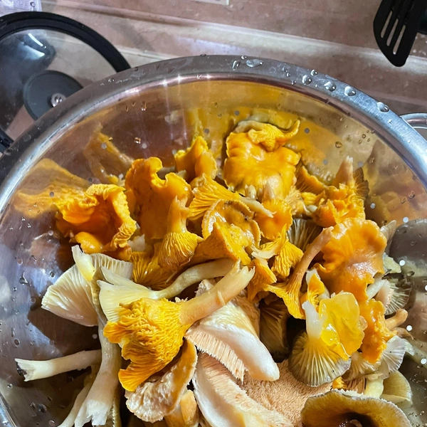 Источник: Елена Иванова / Грибы в Подмосковье 2025 / VK.com