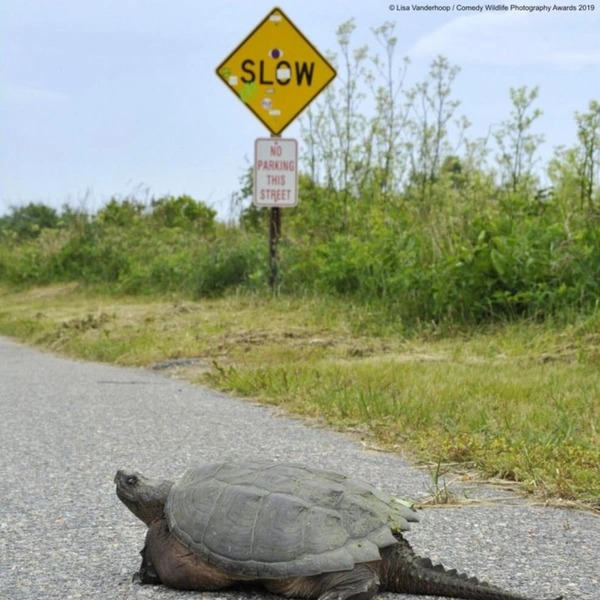 Источник: Lisa Vanderhoop / Comedy Wildlife Photography Awards 2019