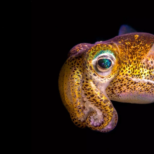 Одна из работ победителя в номинации «Портфолио» | Источник: Peter McGee / Australian Geographic Nature Photographer 2025