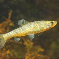 Корейская востробрюшка и амурский чебачок: в Волге обнаружили два чужеродных агрессивных вида рыб