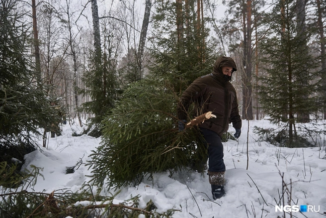 Рубят ёлки только там, где ранее их искусственно высадили, рассказал начальник отдела лесных отношений по Новосибирскому лесничеству минприроды региона Антон Басалаев | Источник: Александр Ощепков / NGS.RU