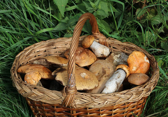 7 причин включить грибы в рацион (и еще больше — исключить их из него)