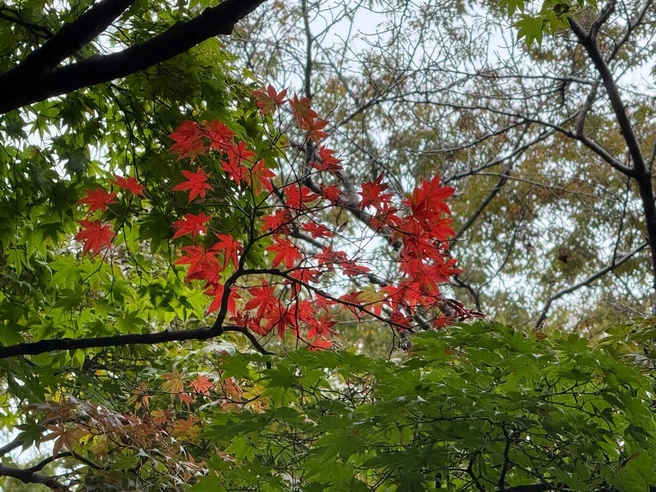 Красные клены — то, что туристы любят в Японии не меньше цветущей сакуры | Источник: личный архив