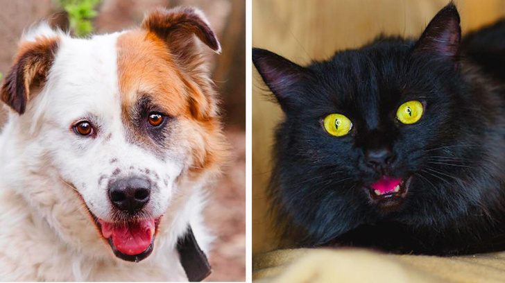 Котопёс недели: возьмите из приюта нежного пса Кумира или эффектную кошку Липу