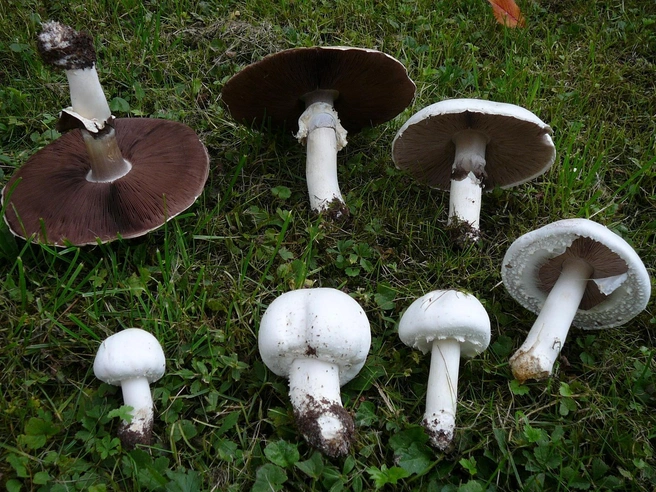 Источник: Wikipedia.org
