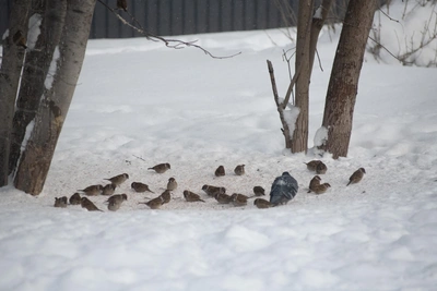 Исчезли ли воробьи в Архангельске: разбор слухов