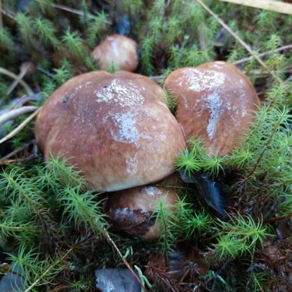 Источник: Мария Клименко / Грибы в Подмосковье 2025 / VK.com