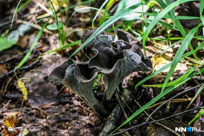 Вороночник рожковидный может расти как в лиственных, так и хвойных лесах | Источник: Наталья Бурухина / NN.RU